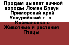 Продам цыплят яичной породы Ломан Браун - Приморский край, Уссурийский г. о. , Каймановка с. Животные и растения » Птицы   